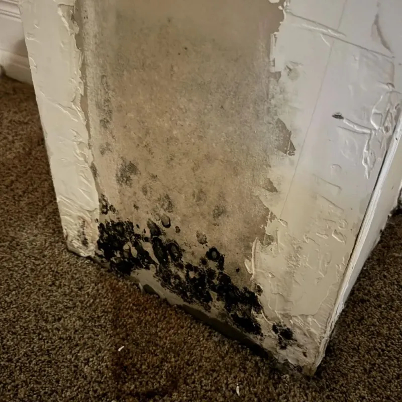 Professional Mold Removal in Mexico, NY